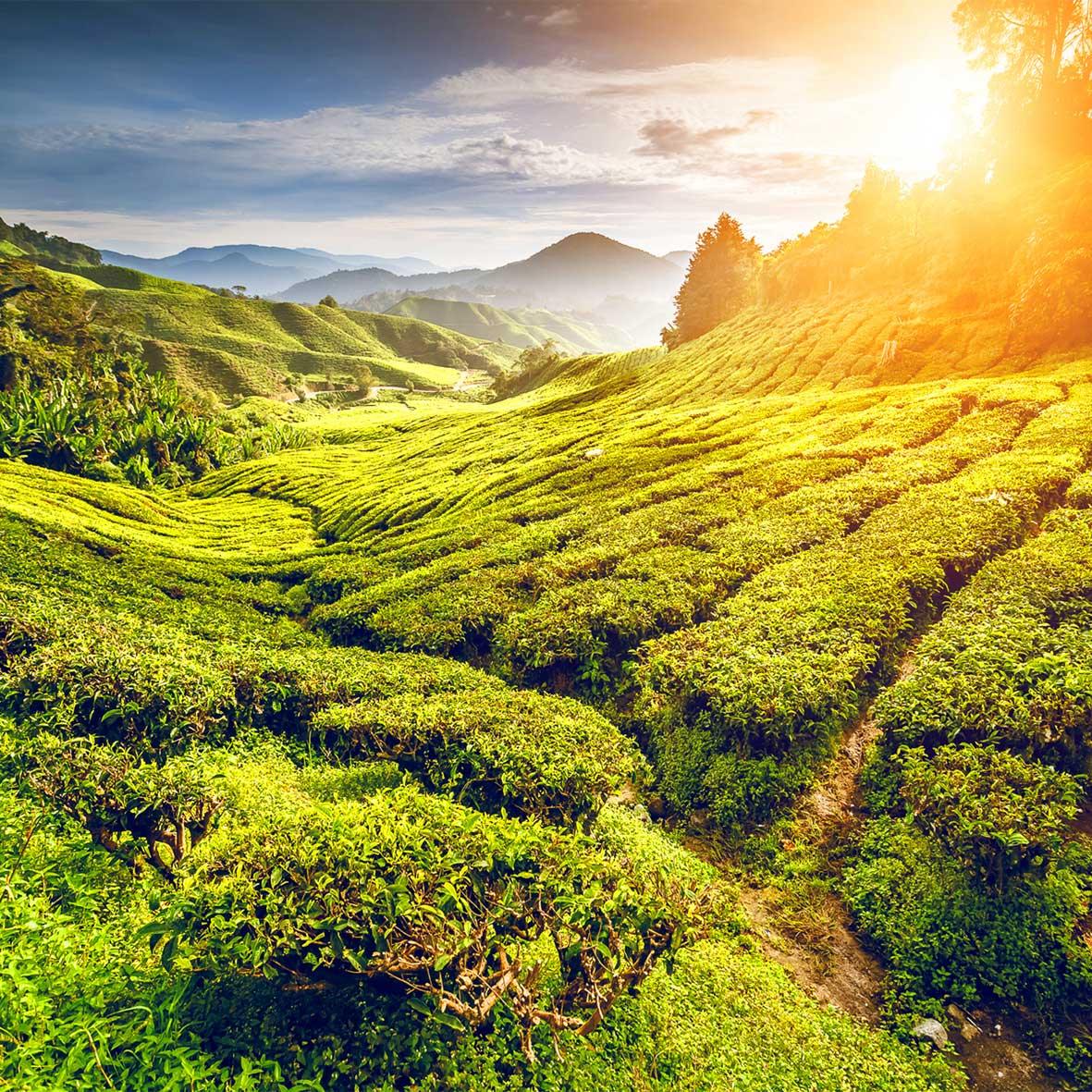 Kräutertee-Mischung aus naturbelassenen Zutaten mit groben Blättern und Blüten, Inhalt 75 g.